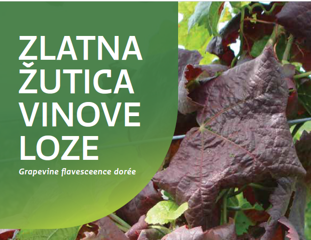 žutica
