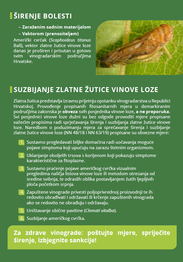 žutica 3